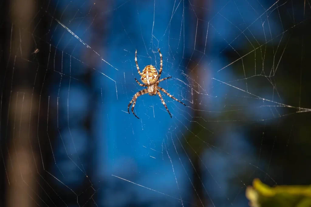 a spider waiting for food trapped into it's web